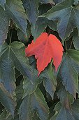 Boston Ivy and red leaf Switzerland