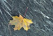 Leaf of Maple fallen on Rhone bank Switzerland