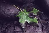 Leaf of Maple in dry river bed Switzerland