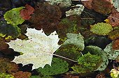 Leaves of Maple floating on a pond Switzerland