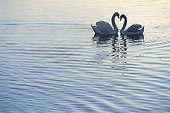 Couple of Mute Swan courtship behaviour Switzerland