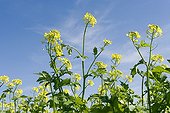 Cultivated Mustard in bloom France