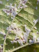 on Wine grape leaf France