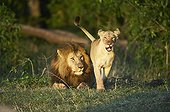 Couples lions Reserve of Masaï Mara Kenya