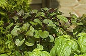 Feuillage de Menthe 'Bergamote'  Yonne ; Villaverde (89)