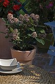 Skimmia en fleur sur une terrasse de jardin au printemps
