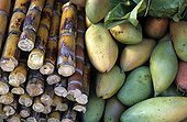 Stems of Bamboo and Mangos