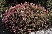 Schrubby Restaharrow in flowers France