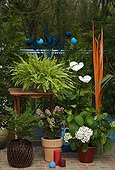 Potées fleuries et décorations sur une terrasse de jardin ; Mahonia 'Charity'. Fougère dryopteris 'Crispa'