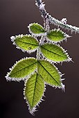 Leaf of Sweet Briar covered with frost