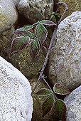 Bramble growing between pebbles