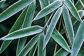 Leaves of Bamboo covered with frost