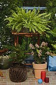 Fougère 'Crispa' et Mahonia 'Charity' sur une terrasse