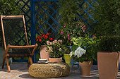 Potées fleuries sur une terrasse de jardin ; Mahonia 'Charity'