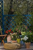 Potées fleuries sur une terrasse de jardin ; Mahonia 'Charity'