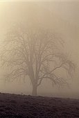 Silhouette of Pear tree in winter fog