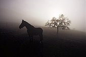 Horse in winter fog