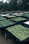 Overview of sowing of seedlings Dakar