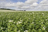 Buckwheat field in flower France