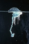 Bluebottle Jellyfish floating