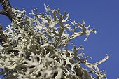 Lichen in close-up France