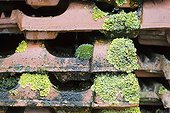 Moss and lichen on old tiles France