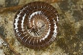 Myriapode winding in close-up France