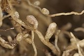 Alfalfa roots with nodes France