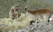 Ibex of Abyssinie and Gelada baboon Ethiopia