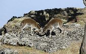 Fights Ibexes of Abyssinie on a rock Ethiopia