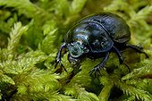 Dung-beetle going in the grass France