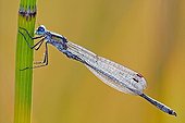 Emerald damselfly been engaged male hung to a stem France