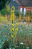 Common Mullein in bloom at the Garden of Sauveterre Creuse