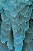Plumage of a Blue-and-yellow Macaw