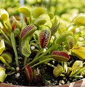 dionaea muscipula (venus fly trap) with desiccated fly in pod house plant
