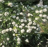 rosa thalia (rambling rose), white flower