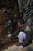 Biologist examining Iron-rich spring used by Lammergeiers ; Reddish color of adults comes from bathing in iron-rich springs and may confer status.
