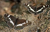 White admiral butterfly nourishing itself in a rut France