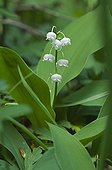 Lily-of-the-valley in bloom