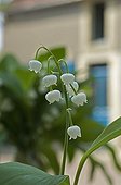 Lily-of-the-valley in bloom in front of a house