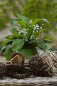 Bouquet of Lily-of-the-valley in a vase