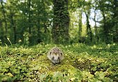 Hedgehog walking on moss in undergrowth France
