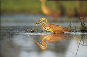 Purple Heron capturing a young pike in the twilight