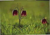 Common fritillary in the Loire Valley