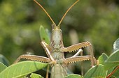 Portrait of Grasshopper Wood of Païolive Vans France ; Species protected in France and on an international scale by convention from Bern.
