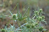 Portrait of Grasshopper France ; Species protected in France and on an international scale by convention from Bern.