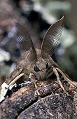 Portrait of a male Asian gypsy Moth