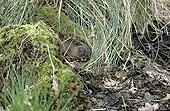 European Mink leaving its lodging under Carex Gascony ; One of the most endangered species of France and Europe. Some populations always exist on South-West of France.