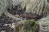 European Mink leaving its lodging under Carex Gascony ; One of the most endangered species of France and Europe. Some populations always exist on South-West of France.