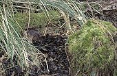 European Mink leaving its lodging under Carex Gascony ; One of the most endangered species of France and Europe. Some populations always exist on South-West of France.